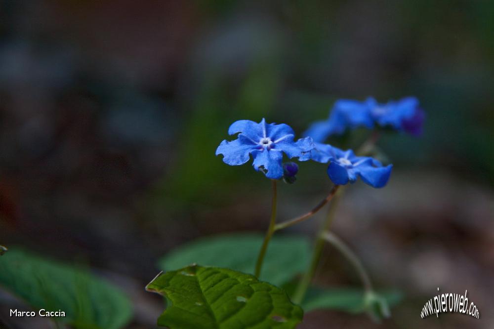 35_omphalodes verna moench.jpg